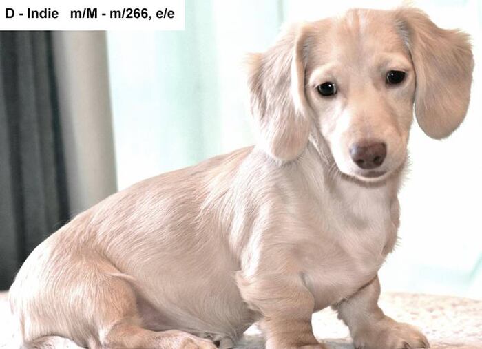 Defining Mc Cryptic Merle Merle SINE Insertion from Mc Mh